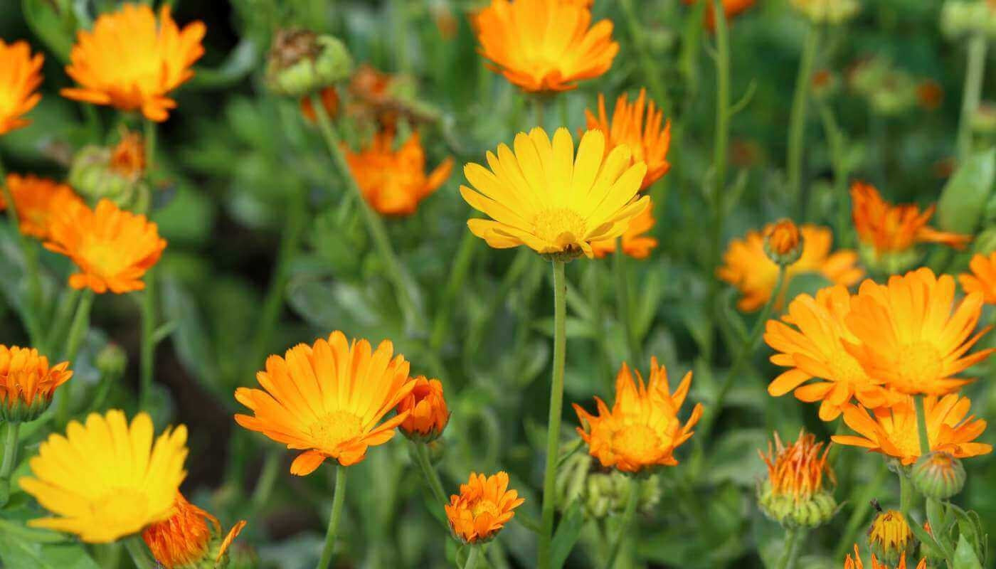 Calendula: How Many Ways Can This Miracle Herb Help You?-Hello-Charlie