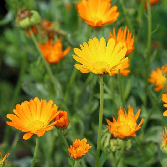 Calendula: How Many Ways Can This Miracle Herb Help You?-Hello-Charlie