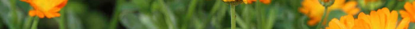 Calendula: How Many Ways Can This Miracle Herb Help You? - Hello Charlie
