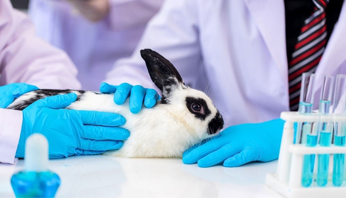 Cruelty Free vs Vegan Makeup and Skincare: We Explain the Difference - Hello Charlie
