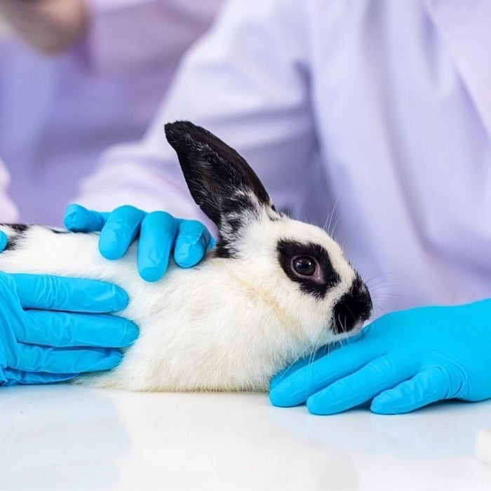 Cruelty Free vs Vegan Makeup and Skincare: We Explain the Difference - Hello Charlie