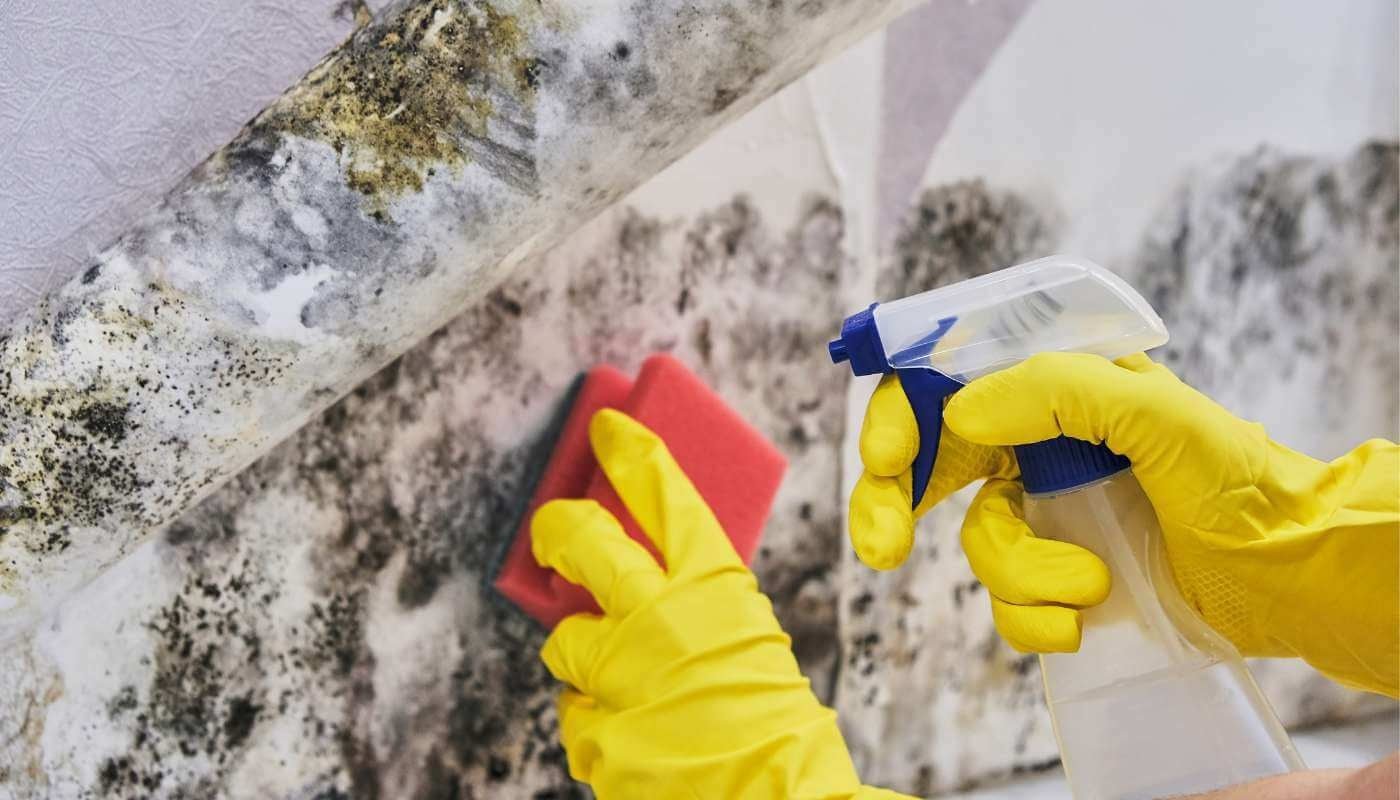Everything You Need to Know About Killing Mould Naturally - Hello Charlie