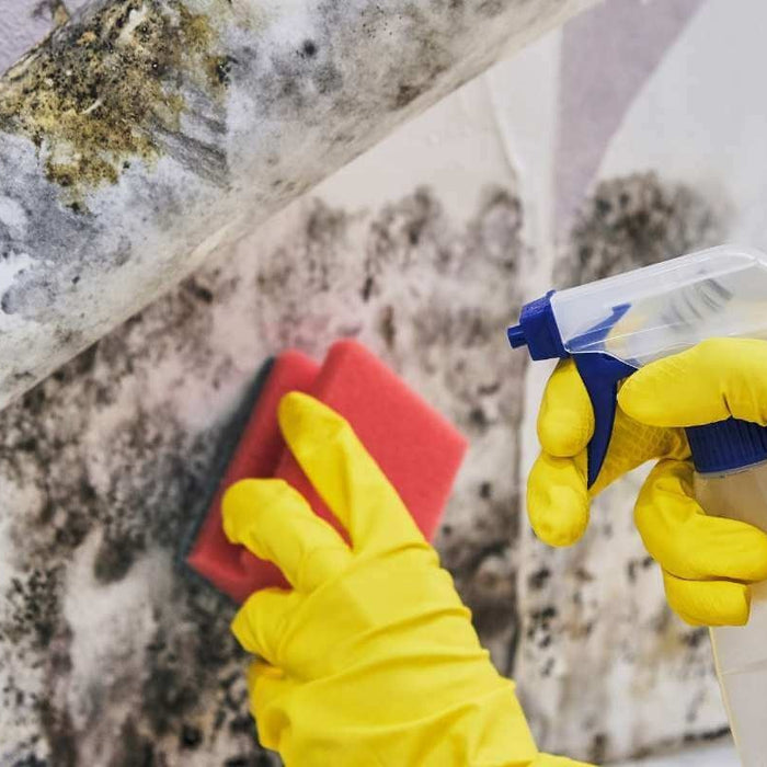Everything You Need to Know About Killing Mould Naturally - Hello Charlie