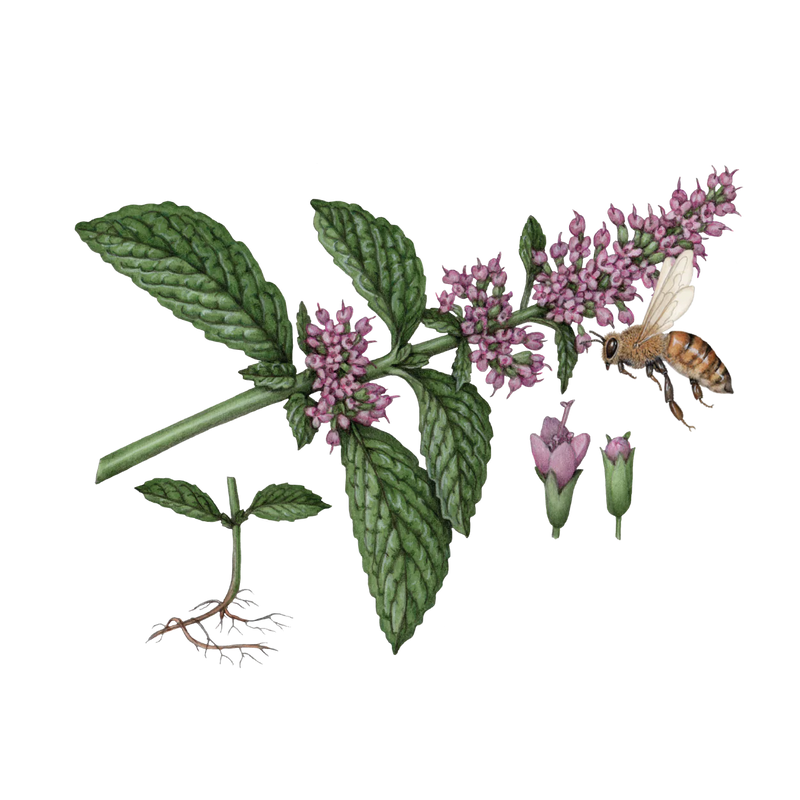 Koala Eco Natural Hand & Surface Sanitiser Rosalina & Peppermint 125ml Koala Eco