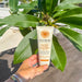 Little Urchin Natural Sunscreen Tinted--Hello-Charlie